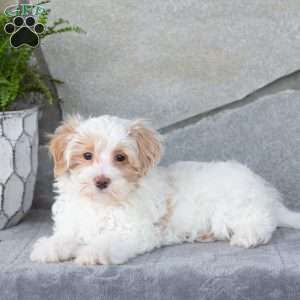 Ellis, Maltipoo Puppy